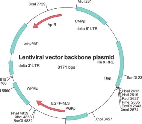 lv vectors plasmids|lentiviral vectors examples.